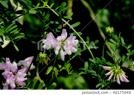 Thin pink crown vetch blooming in Mitaka Nakahara (Tamasaki Kusafuji) 48175849