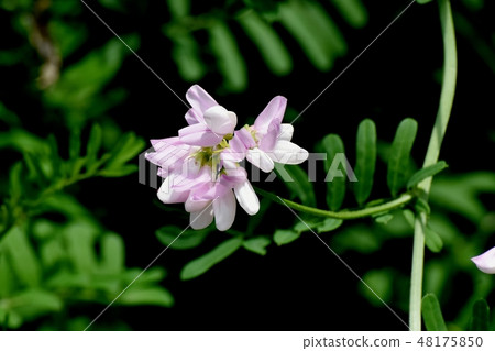 Thin pink crown vetch blooming in Mitaka Nakahara (Tamasaki Kusafuji) 48175850