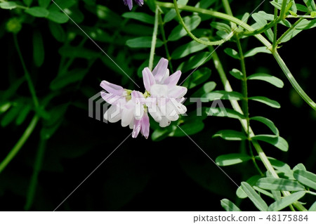 Thin pink crown vetch blooming in Mitaka Nakahara (Tamasaki Kusafuji) 48175884