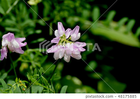 Thin pink crown vetch blooming in Mitaka Nakahara (Tamasaki Kusafuji) 48175885
