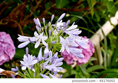 Light purple Agapanthus flowering in Mitaka Nakahara 48176002
