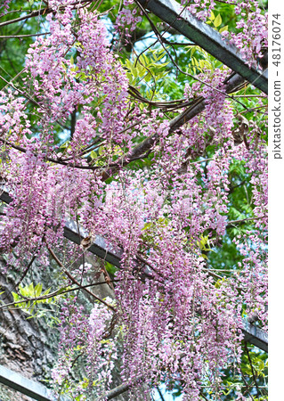 Akuse Shrine的Wister Akuse Shrine的Wister 48176074