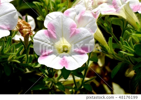 開花在三鷹中原的桃紅色和白色多彩多姿的喇叭花 48176199