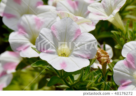 矮牽牛與薄粉紅色和白色盛開在三鷹中原 48176272