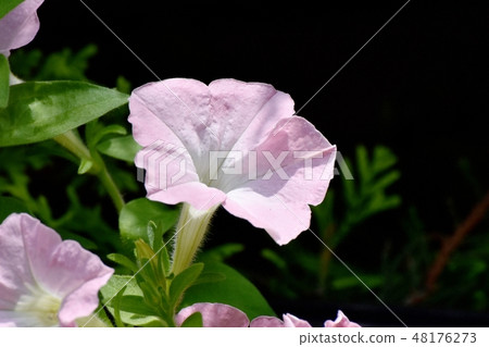 開花在三鷹中原的稀薄的桃紅色喇叭花 48176273