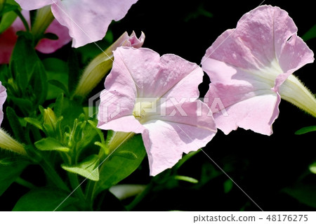 Thin pink petunia blooming in Mitaka Nakahara Thin pink petunia blooming in Mitaka Nakahara 48176275