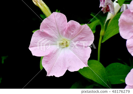 開花在三鷹中原的稀薄的桃紅色喇叭花 48176279