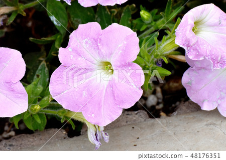 開花在三鷹中原的桃紅色喇叭花 48176351