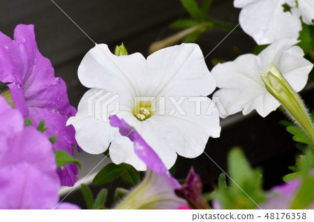 開花在三鷹中原的白色喇叭花 48176358