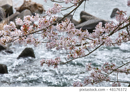 Cherry blossoms at Ibara Tsutsumi Cherry blossoms at Ibara Tsutsumi 48176372
