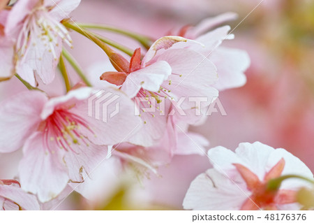 Ibara Tsutsumi的櫻花 48176376