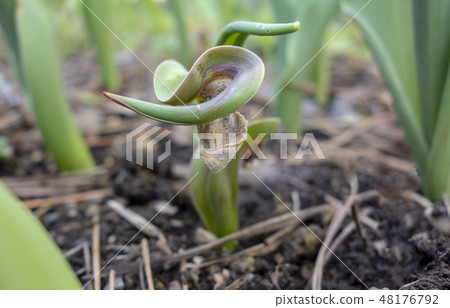 生病的鬱金香圖像素材 48176792