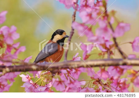 Kawazu Sakura and Yamagara 48176895