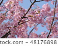 Kawazu cherry tree 48176898