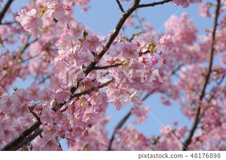 Kawazu cherry tree 48176898