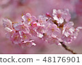 Kawazu cherry tree 48176901