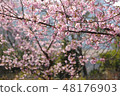 Kawazu cherry tree 48176903