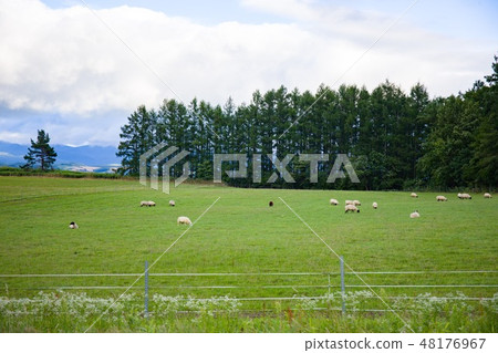 Greenery landscape scene of meadow with sheep 48176967