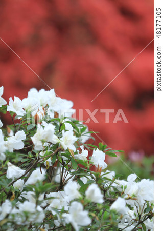 Beautiful pink rhododendron Government House, Beautiful pink rhododendron Government House, 48177105