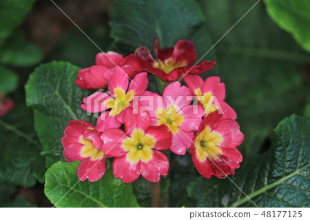 Beautiful pink rhododendron flowers Beautiful pink rhododendron flowers 48177125