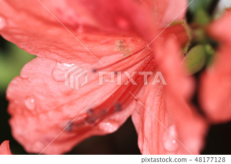 Beautiful pink rhododendron Government House, Beautiful pink rhododendron Government House, 48177128