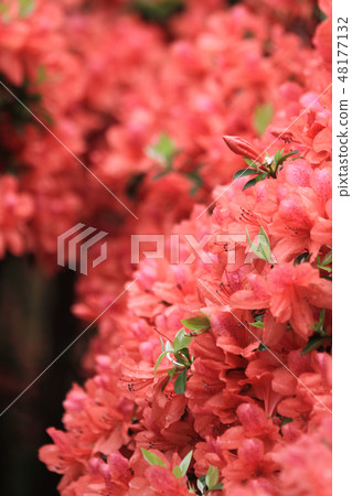 Beautiful pink rhododendron Government House, Beautiful pink rhododendron Government House, 48177132