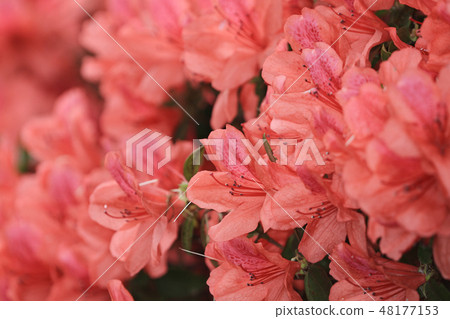 Beautiful pink rhododendron Government House, 48177153