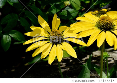 開花在三鷹中原的黃色海膽亞目 48177217