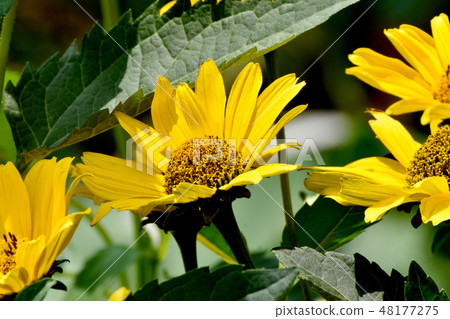 開花在三鷹中原的黃色向日葵 48177275