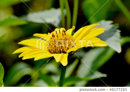 Yellow sunflower blooming in Mitaka Nakahara Yellow sunflower blooming in Mitaka Nakahara 48177283