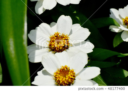 白色盛開在三鷹中原 48177400