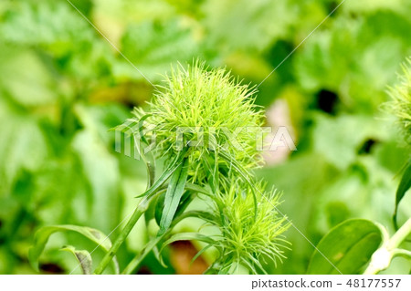Green green tea blooming in Mitaka Nakahara 48177557