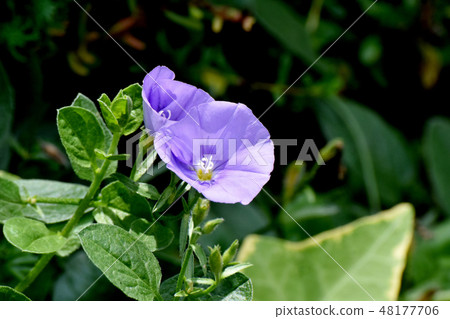 Light purple hiragao blooming in Mitaka Nakahara Light purple hiragao blooming in Mitaka Nakahara 48177706