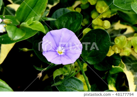 開花在三鷹中原的淺紫色的hiragao 開花在三鷹中原的淺紫色的hiragao 48177794