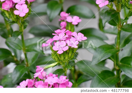 Pink Nadezico (Vision Nadesico) blooming in Mitaka Nakahara 48177798