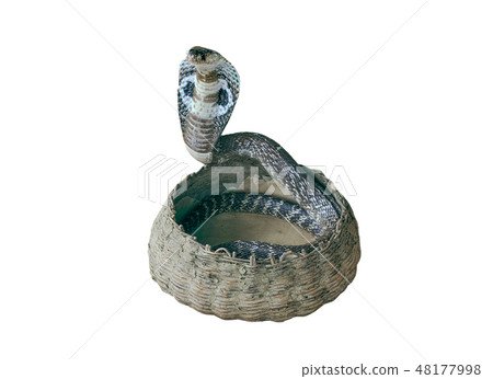 Venomous snake cobra in a basket. Venomous snake cobra in a basket. 48177998