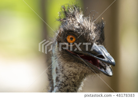 Australian Emu outdoors 48178383