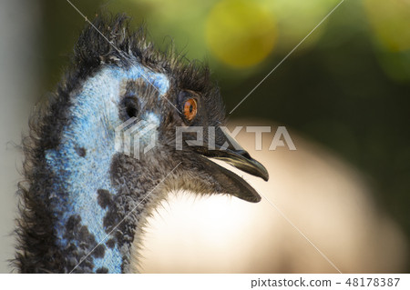 Australian Emu outdoors 48178387