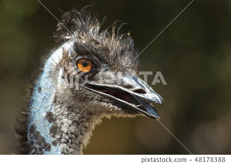 Australian Emu outdoors 48178388