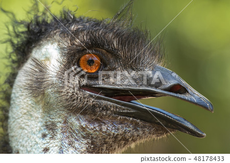 Australian Emu outdoors 48178433