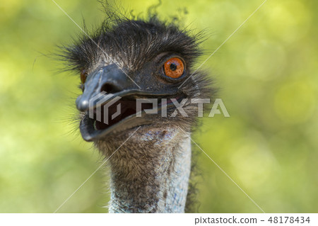 Australian Emu outdoors 48178434