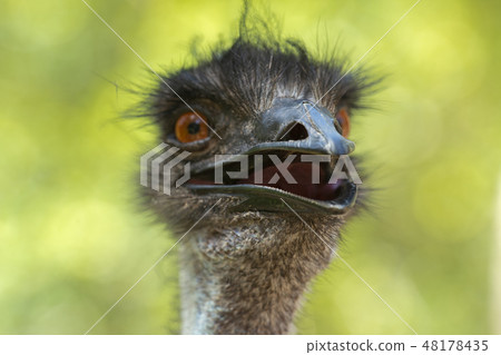 Australian Emu outdoors 48178435
