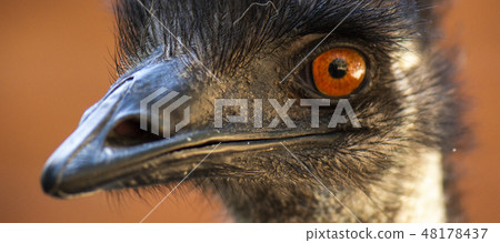 Australian Emu outdoors 48178437