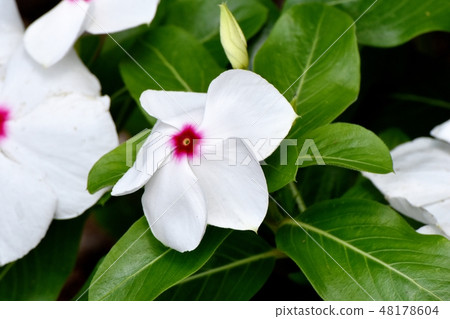 White Nichinoscisso blooming in Mitaka Nakahara White Nichinoscisso blooming in Mitaka Nakahara 48178604