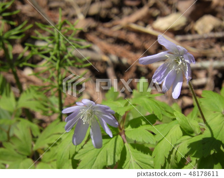 牽牛花的花(2018年5月春天,福井縣大野市) 牽牛花的花(2018年5月春天,福井縣大野市) 48178611