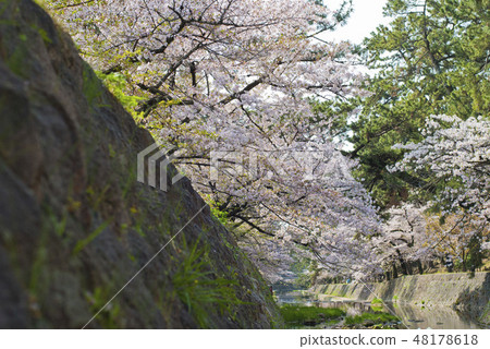 Mukawa的櫻花 48178618