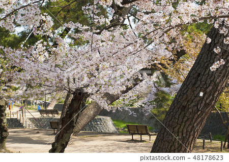 Mukawa的櫻花 48178623