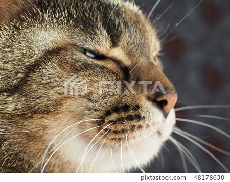 Domestic cat · profile Domestic cat · profile 48178630