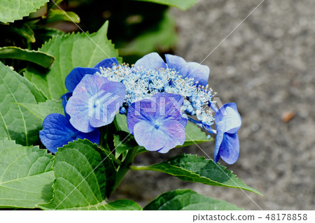 開花在Mitaka Nakahara八仙花屬花的藍色紫羅蘭 48178858