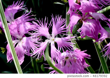 開花在三鷹中原的桃紅色nadesico 開花在三鷹中原的桃紅色nadesico 48179392